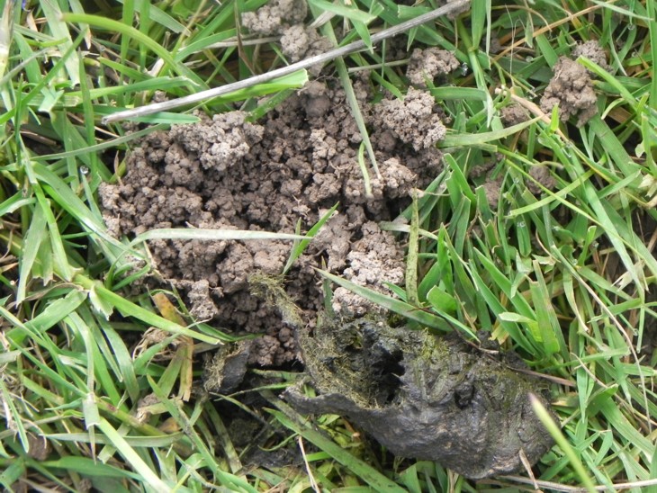 dung-beetle-sheep-poo-913-small_1