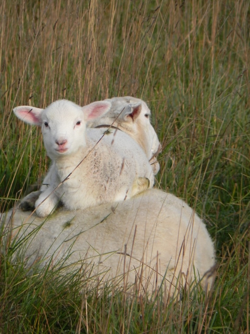 ewe-and-lamb-a