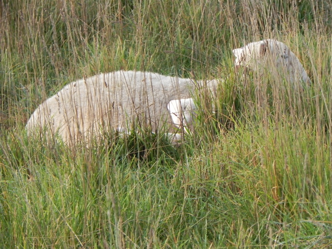 ewe-and-lamb-b