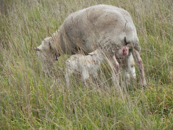 ewe-twins-birthing-area-b-814_0