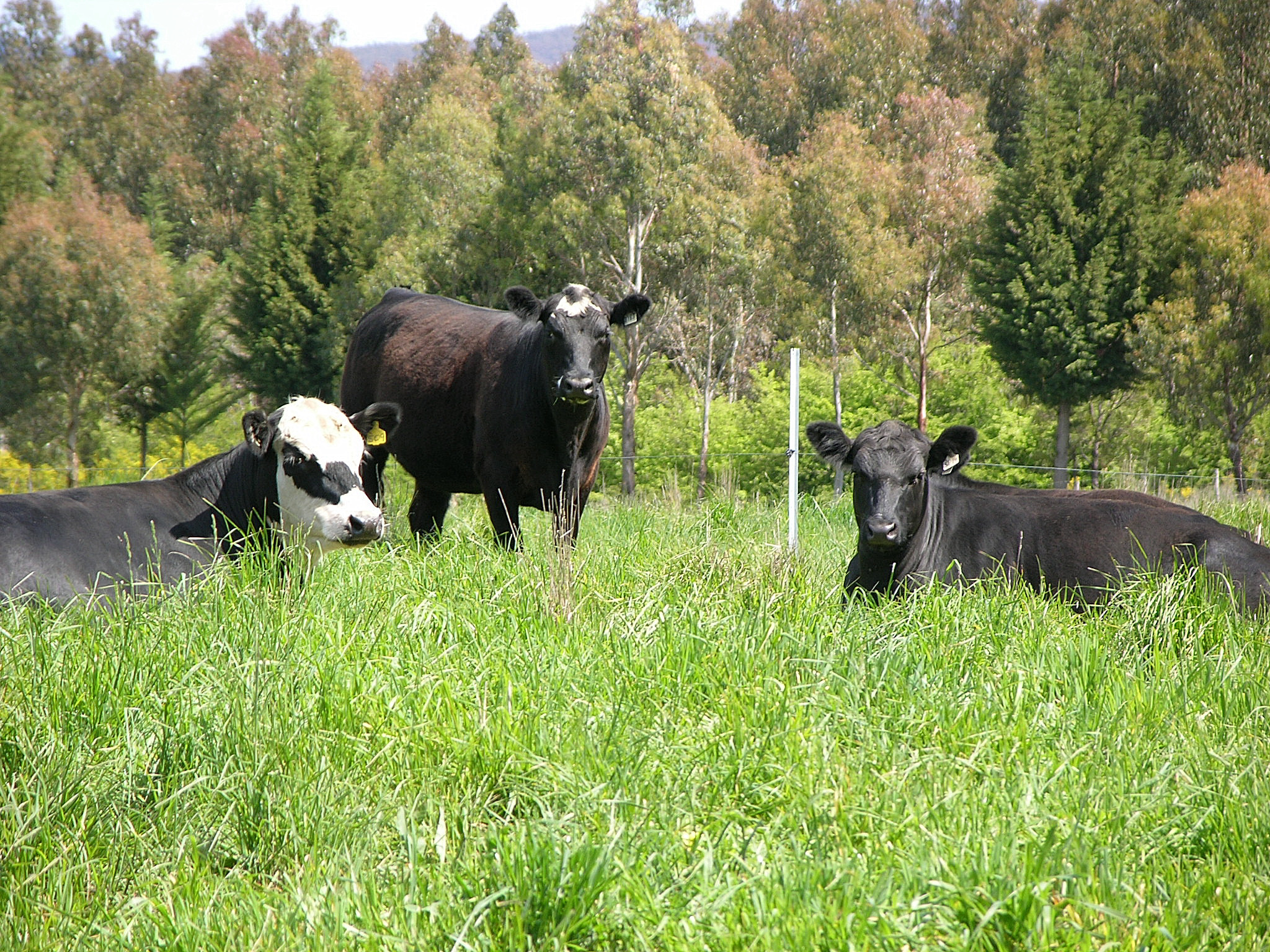 Comfortable livestock are always content in their paddocks