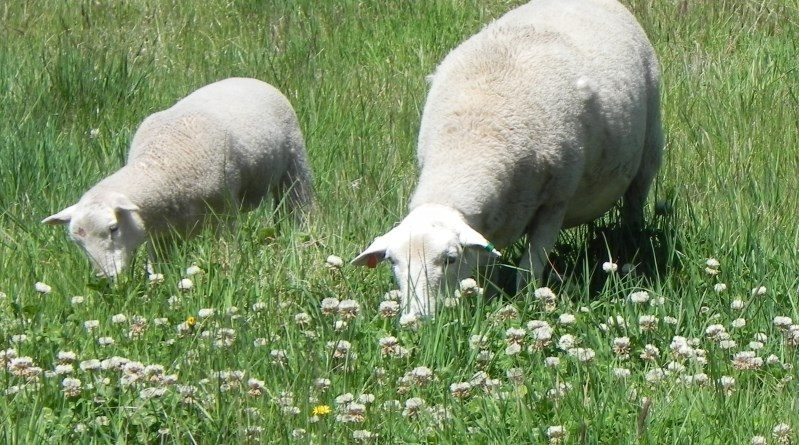 Moffitts Farm ewe and lamb graze on clover and perennial pasture species