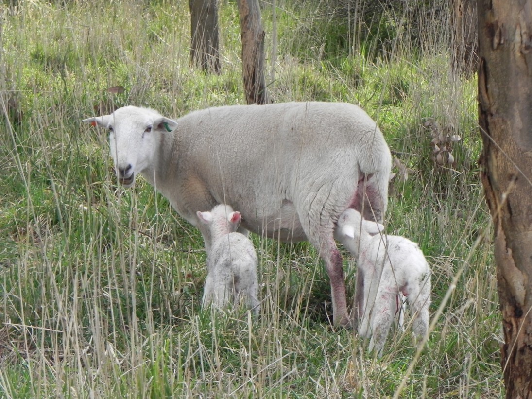 Wilti ewe feeding twins