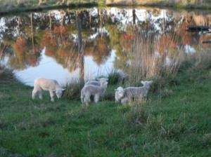 lambs 2012