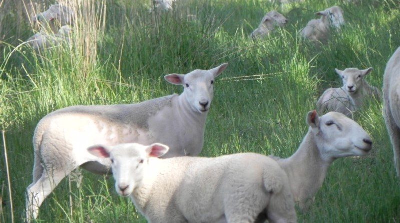 Wiltipoll ewes and lambs