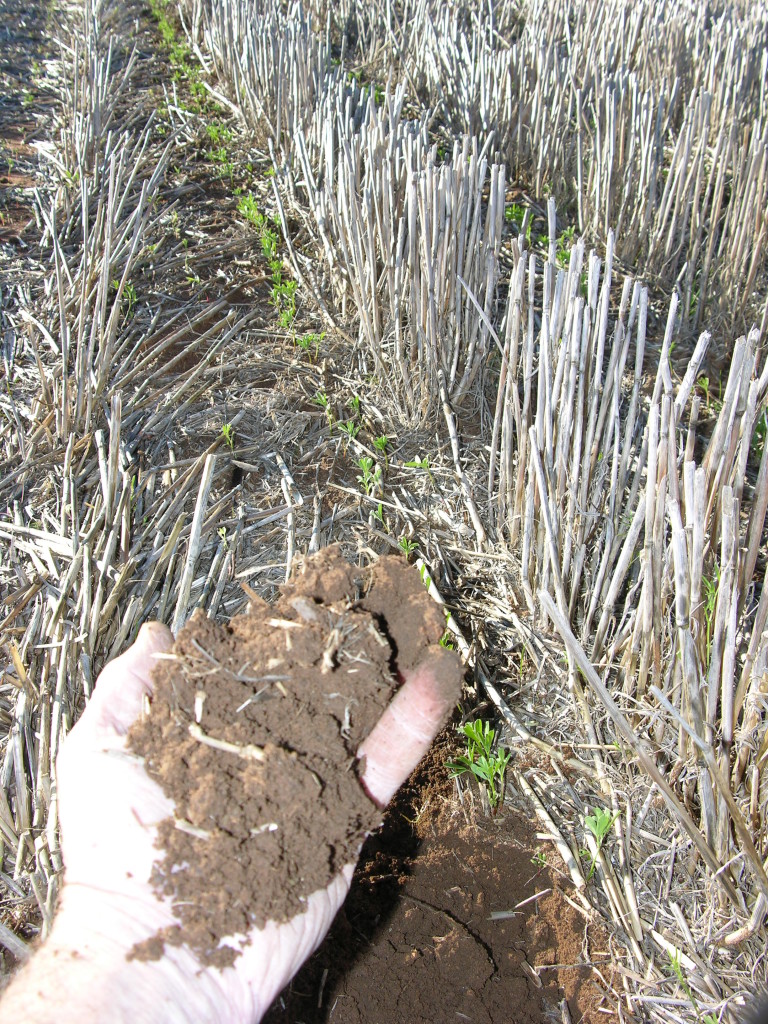 High active (labile) fraction soil organic matter soil supporting a large biomas pool can generate sufficient nitrogen needed to grow a crop.