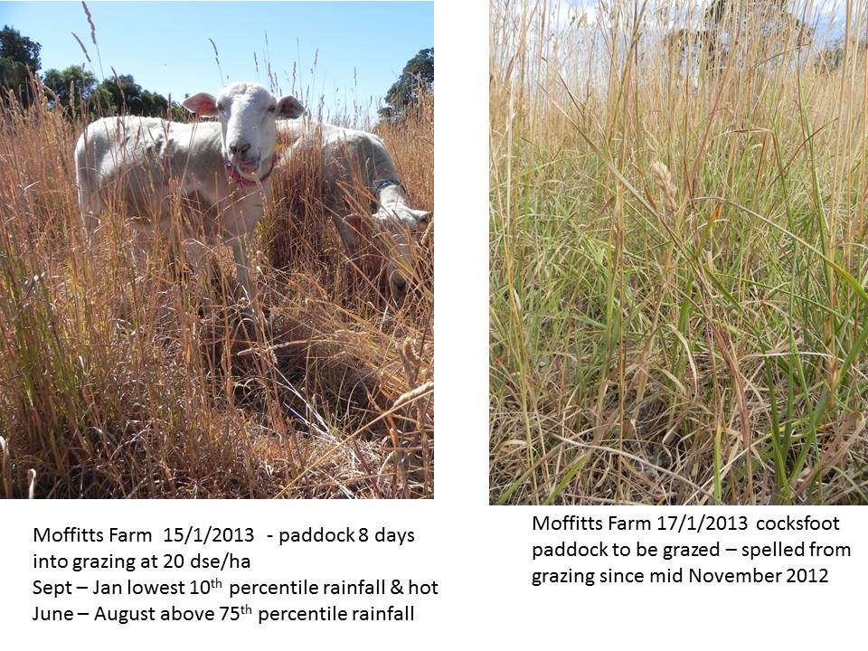 Moffitts farm pasture sheep v ungrazed 15 Jan 2013