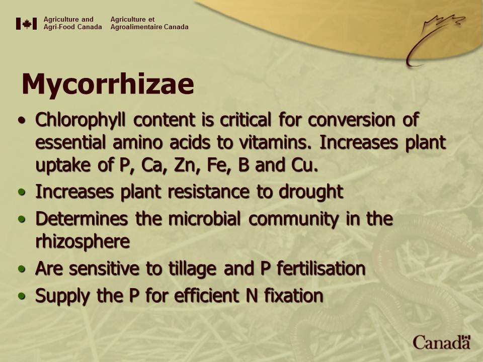 Mycorrhizae impacts on plant growth and composition. Source: Jill Clapperton 2007