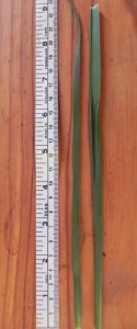 Response to the rainfall was dramatic with the summer active cocksfoot (left) and tall fescue growing 20 cm plus leaves from multiple tillers within 11 days.