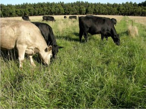 Moffitts Farm pastures are defying conventional advice that to maintain recommended plant available phosphorus level superphosphate must be applied annually. No superphosphate has been applied on Moffitts Farm since 2000. Photo shows steers grazing a tall fescue pasture in February 2011.