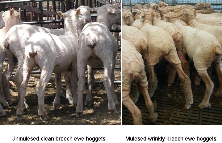 The dilema facing the Australian Merino wool sector is clearly demonstrated in these two groups of Merinos. Left: unmulesed hoggets from flocks selected for skin, wool and disease characteristics that makes mulesing unnecessary; right,  hoggets from business as usual flocks displaying a high degree of skin wrinkle and were mulesed to help prevent breech strike.