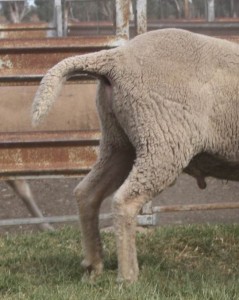 An important feature of the trait is the animal’s ability to lift the tail clear of the urine and defaecating streams. Source: Parkdale SRS(r) Merino Stud.