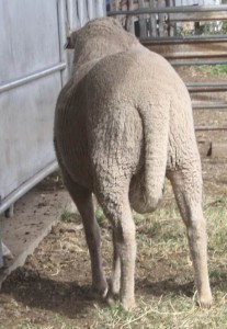 Parkdale SRS(r) Merino Stud has incorporated the short tail genes into its flock. This ram demonstrates how the tip of the tail sits well above the hocks.  Source: Parkdale SRS(r) Merino Stud.