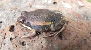 Eastern banjo frog