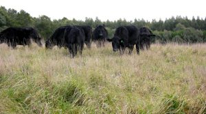 Cattle in long pasture with forestry in the background