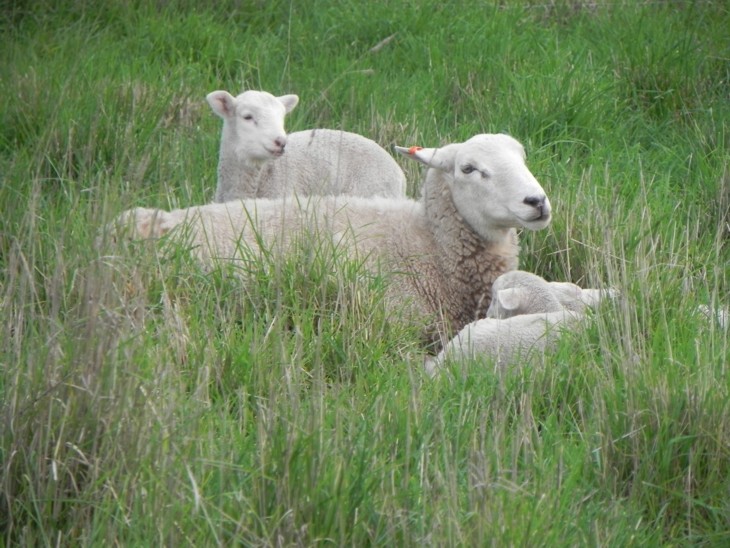 Wiltipoll ewes and lambs resting in around 4000 kg green dry matter of evergreen pasture and shade, mid-November.