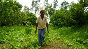 Indian agroforestry farmer