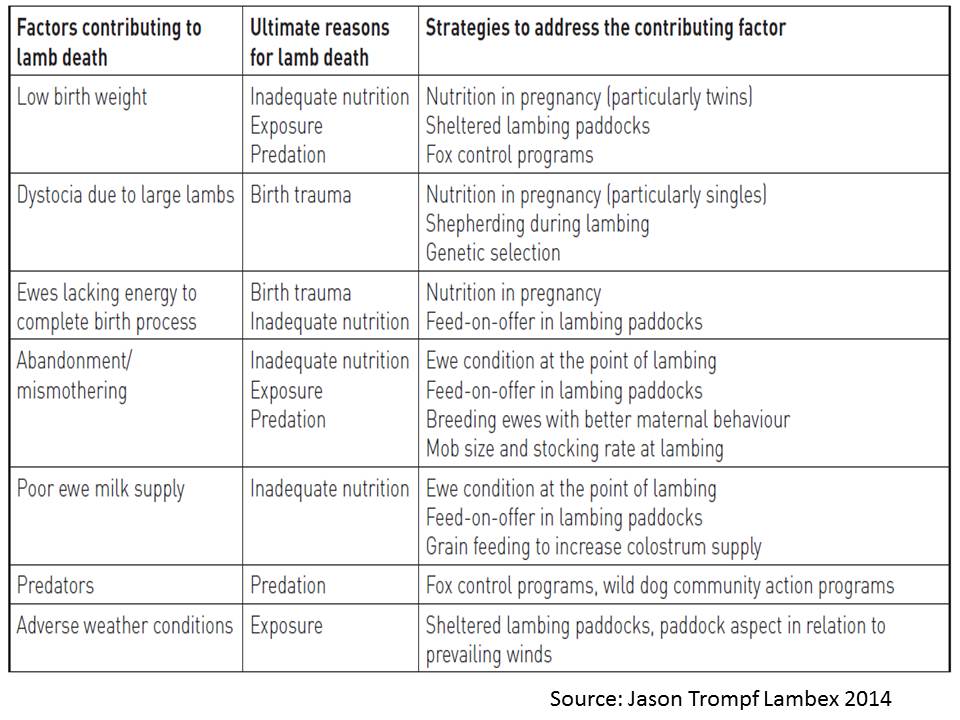 Lamb survival factors involved table Jason Trompf 2014