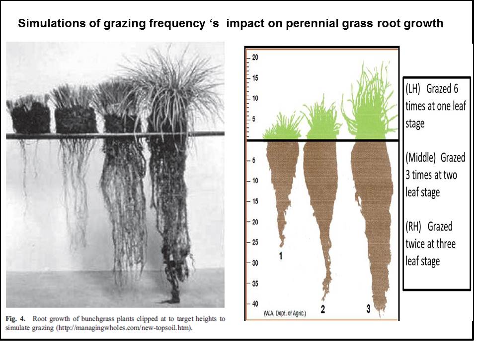 Root growth and grazing frequency