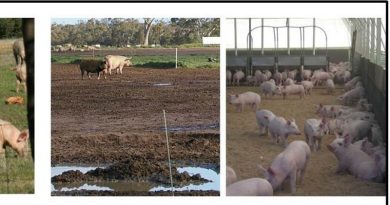 pig farms