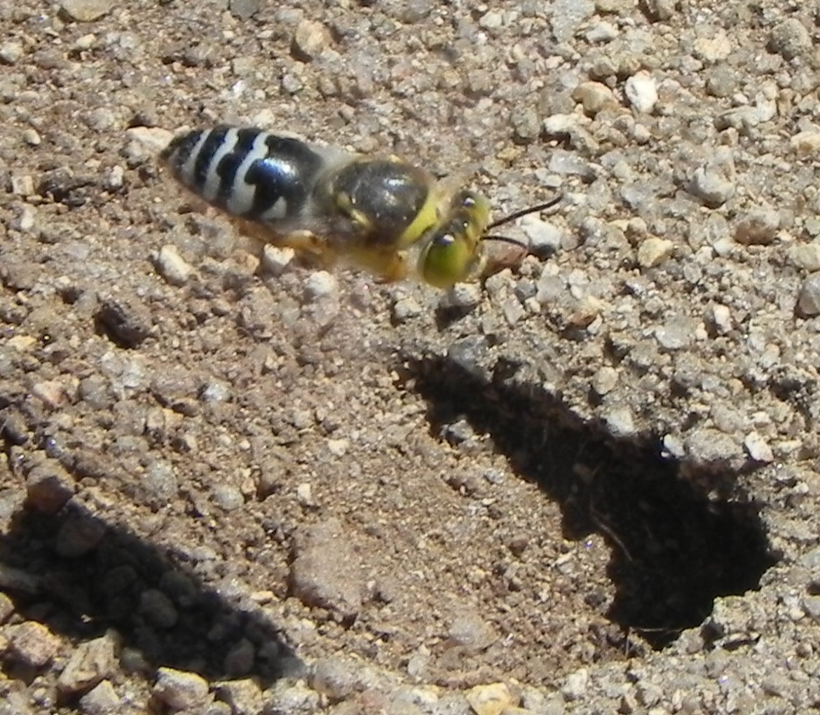 Wildlife Blue bee B 216