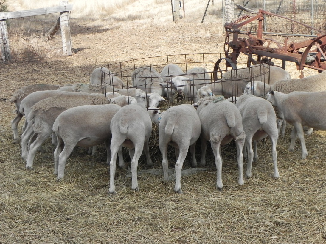 silage lambs 216