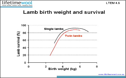 lamb-birth-weight-versus-survival-survivebirth