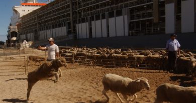 Sheep being loaded onto a ship for live export