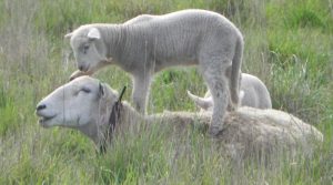 Moffitts Farm Wilitpoll ewe resting in pasture with her lamb standing on her back