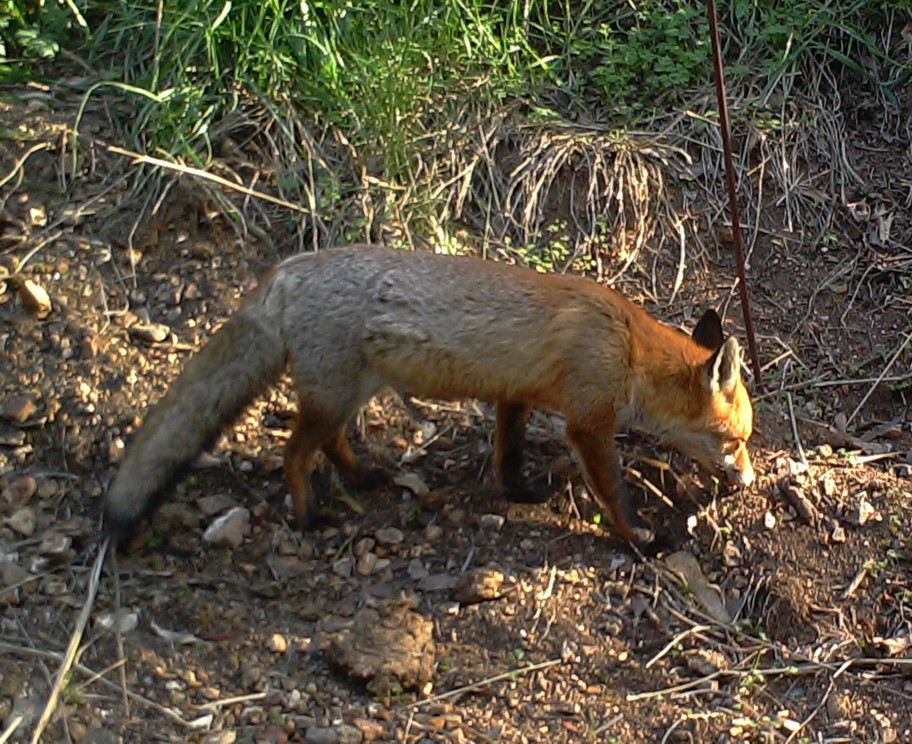 fox at bait station Moffitts 313