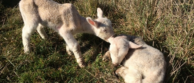 New lambs, one sucking the other's ear