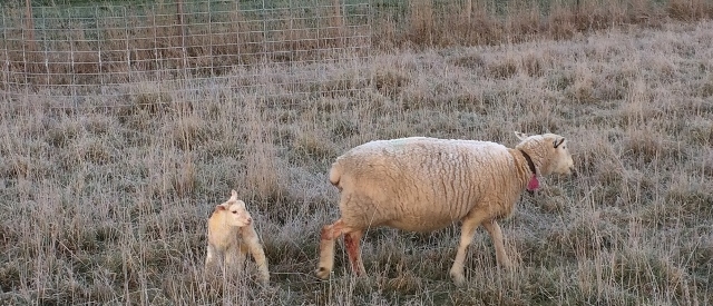 A ewe and lamb in a paddock, frost on the ewe and the grass