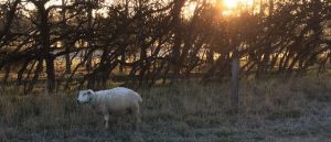 Frost can be seen on the back of a ewe as the sun rises