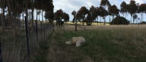 Sleeping ewe and lamb