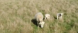 Ewe and lambs in bulky perennial pasture