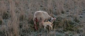 New born lambs on a frosty morning
