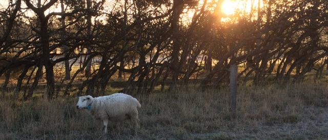 Frost can be seen on the back of a ewe as the sun rises