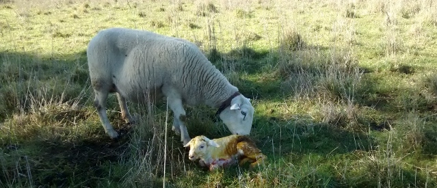 A large new born lamb is licked by its mother