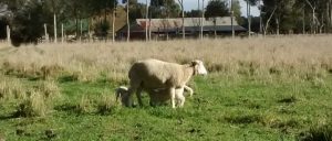 A ewe stands as twins drink from her, one approaching from the side, another from behind