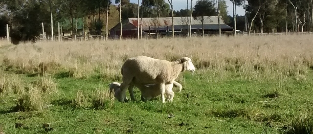 A ewe stands as twins drink from her, one approaching from the side, another from behind