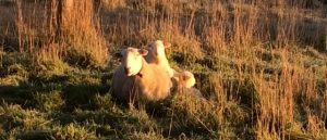 A lamb sits on its mother's back and another sits beside the ewe