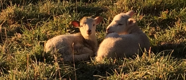 Lambs sitting together surrounded by frosty grass
