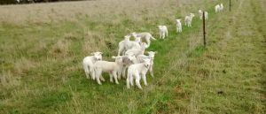 A large group of lambs gathered in a paddock