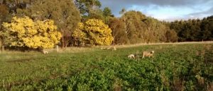 Ewes with new lambs graze a paddock planted with plantain for higher nutrition. Trees provide a windbreak and protection for lambs