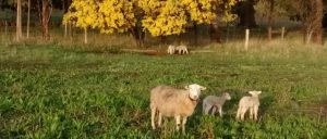 A ewe and lambs stand in a paddock of plantain. A wattle in flower behind them