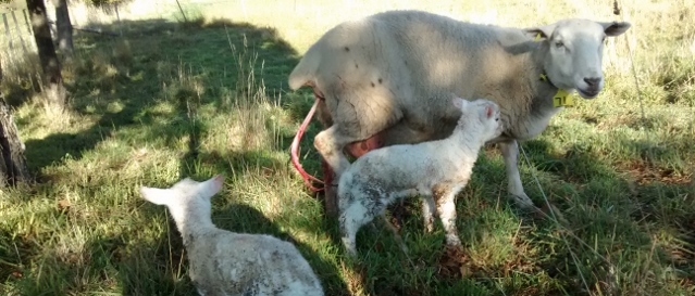 A ewe and new twin lambs
