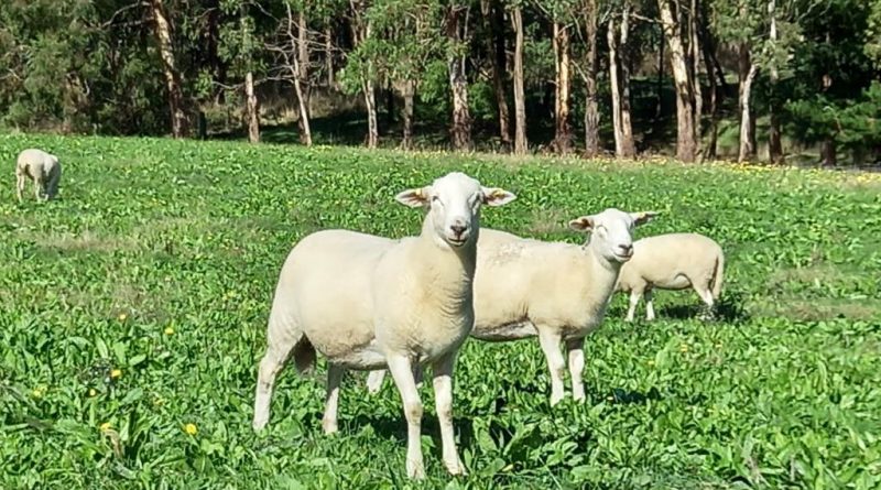 Carbon neutral shedding ewe lambs on AuctionsPlus