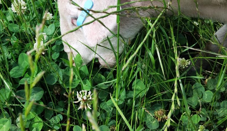 How a five year old clover herb pasture impacts lamb growth