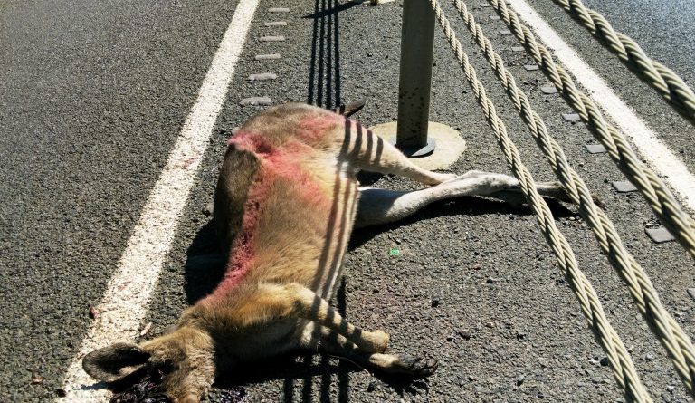 Wildlife road kills versus Vision Zero 2050: Recommendations for reducing wildlife vehicle collisions
